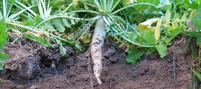 Unlock Soil Secrets: How Cover Crops Boost Nitrogen & Water Retention