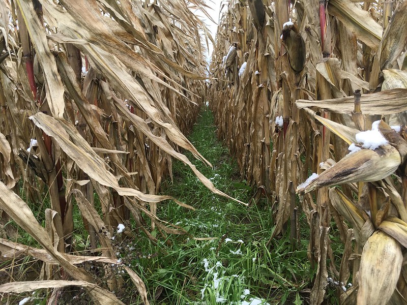 Why Plant Cover Crops? Improve Soil, Boost Yields & Stop Erosion